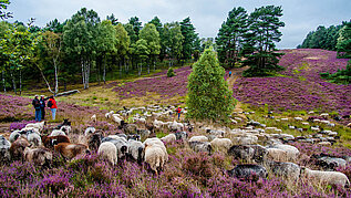 Schafe auf Pilgertour: die Landschaft der Lüneburger Heide erstrahlt in Farbpracht im Sommer.