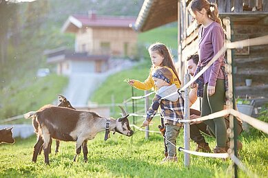 Eltern füttern gemeinsam mit ihren Kindern die Ziegen rund um das Familienhotel Das Hopfgarten