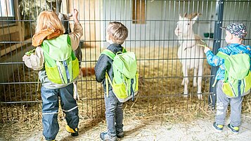 Einige Kinder im neuen Kleintierbereich im Landhaus zur Ohe beim Füttern von Ziegen.