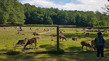 Der Wildpark Klaushof in Bad Kissingen mit vielen Tieren ist ein tolles Ausflugsziel für Familien.