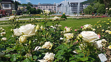 Blick über den Rosengarten im Kurpark Bad Kissingen.