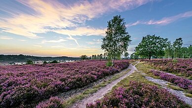 Die blühende, lilafarbene Heide in Lüneburg.