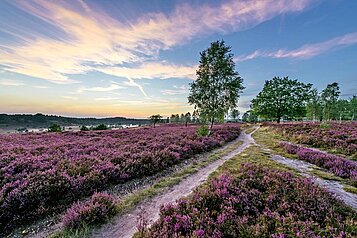 Die blühende, lilafarbene Heide in Lüneburg.