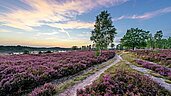 Die blühende, lilafarbene Heide in Lüneburg.