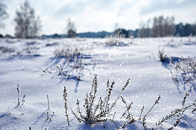 Münsterland im Winter: Ein herrlicher Wintertag in der Westruper Heide in Haltern am See. Die Landschaft der Heide zeichnet das ganze Jahr über ein malerisches Bild.