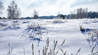 Münsterland im Winter: Ein herrlicher Wintertag in der Westruper Heide in Haltern am See. Die Landschaft der Heide zeichnet das ganze Jahr über ein malerisches Bild.