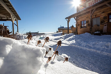 Verblühte Pflanzen, die sich aus dem frischen Schnee erheben, mit einem rustikalen Holzgebäude im Hintergrund und einer strahlenden Wintersonne, die über einem gemütlichen Resort im Erzgebirge unter einem klaren blauen Himmel scheint.