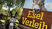 Esel Verleih im Bernsteinreiter Schlossresort