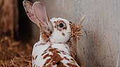 Der Hase frisst Stroh in seinem Gehege des Familienhotels Schreinerhof im Bayerischen Wald.