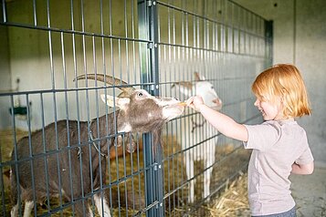 Ein Kind füttert eine Ziege durch einen Zaun im Kleintierbereich im Landhaus zur Ohe im Bayerischen Wald.