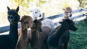 Alpakas auf dem Minibauernhof des Familienhotels Kirchheimerhof in Kärnten.