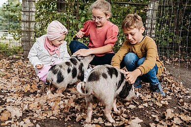 Drei Kinder streicheln die Schweine im Kleintierbereich des Familienhotels Landhaus Averbeck in der Lüneburger Heide.