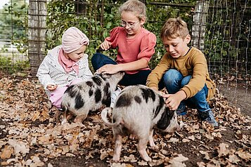 Drei Kinder streicheln die Schweine im Kleintierbereich des Familienhotels Landhaus Averbeck in der Lüneburger Heide.