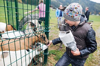 Kleiner Junge füttert Ziegen im Kleintiergehege des Familienhotels Kirchheimerhof in Kärnten.