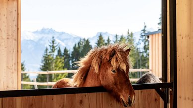 Neugieriges Pony schaut über Stalltür im Familienhotel Allgäuer Berghof