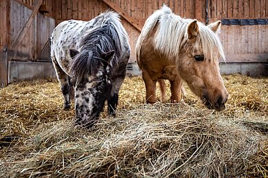 Zwei Ponys in einer Scheune im Familienhotel Ottonenhof im Sauerland.