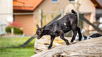 Kinder streicheln eine Ziege im Ottonenhof.