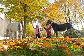 Kinder spielen mit Blättern und daneben zwei Pferde im Außengehege im Familienhotel Ulrichshof im Bayerischen Wald