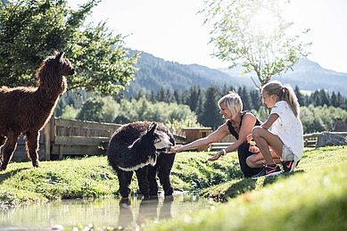 Eine Mutter ist mit ihrer Tochter im Lama-Gehege und füttert die Tiere mit Apfelspalten im Familienhotel Alphotel Tyrol Wellness & Family Resort in Südtirol.