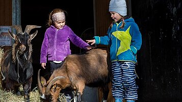 Kinder streicheln und verfüttern Gras an die Ziegen im Familienhotel Ulrichhof im Bayerischen Wald