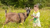 Junge füttert eine Ziege auf einer bunten Wiese beim Familienhotel Ramsi