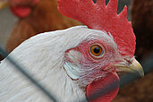 Ein weißes Huhn im Hühnerstall des Familienhotels Monikas Ferienhof Sauerland.