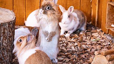 Ein Junge und ein Mädchen sitzen in der Wiese und kuscheln mit den Meerschweinchen des Familienhotels Rhön Feeling.