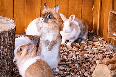 Ein Junge und ein Mädchen sitzen in der Wiese und kuscheln mit den Meerschweinchen des Familienhotels Rhön Feeling.