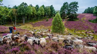 Schafe auf Pilgertour: die Landschaft der Lüneburger Heide erstrahlt in Farbpracht im Sommer.