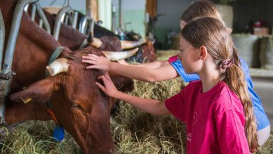 Kinder streicheln eine Kuh im Stall des Familienhotel Furtherwirt und erleben den Alltag auf dem Bauernhof hautnah.