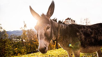 Esel steht auf dem Außengelände des Familienhotels Allgäuer Berghof.