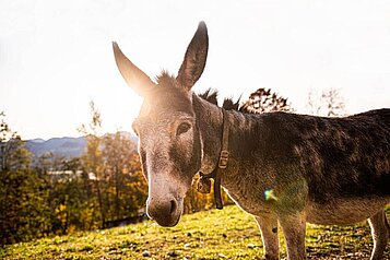 Esel steht auf dem Außengelände des Familienhotels Allgäuer Berghof.