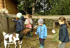 Die Ziegen werden von den Kindern gefüttert im Familienhotel Der Ponyhof Steiermark.