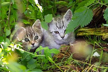 Zwei Katzen genießen die Sonne im Familienhotel der Ponyhof Steiermark.