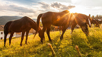 Ein Ausritt durch die Berge im Familienhotel Der Ponyhof Steiermark.