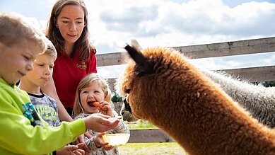 Kleiner Junge streichelt ein Alpaka im Kleintierbereich des Familienhotels Gut Landegge im Emsland.