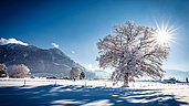 Traumhafte Winterlandschaft im Allgäu. Die Sonne strahlt zwischen einem Baum durch und es liegt Schnee.