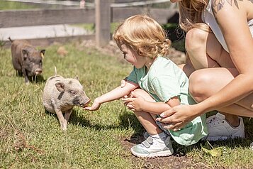 Eine Familie verbringt die Zeit im Streichelzoo des Familienhotels Galtenberg in Tirol indem sie die mini Schweine füttern.