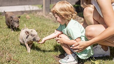 Eine Familie verbringt die Zeit im Streichelzoo des Familienhotels Galtenberg in Tirol indem sie die mini Schweine füttern.