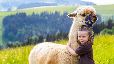 Mädchen kuschelt mit einem Lama auf der grüne Wiese