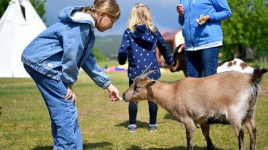 Mädchen füttert eine Ziege auf der Wiese des Familienhotels Rhön Feeling, begleitet von weiteren Gästen im Hintergrund.