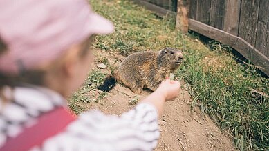 Kleines Mädchen füttert einen Otter auf dem Außengelände des Familienhotels Kirchheimerhof in Kärnten.