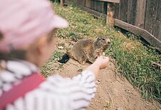 Kleines Mädchen füttert einen Otter auf dem Außengelände des Familienhotels Kirchheimerhof in Kärnten.