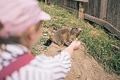 Kleines Mädchen füttert einen Otter auf dem Außengelände des Familienhotels Kirchheimerhof in Kärnten.