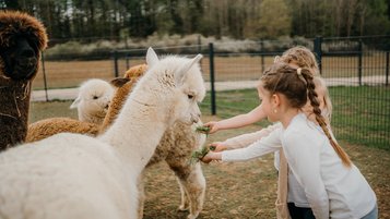 Am Gehege des Familienhotel Friedrichshof haben Kinder sichtlich Freude beim Füttern der Alpakas.