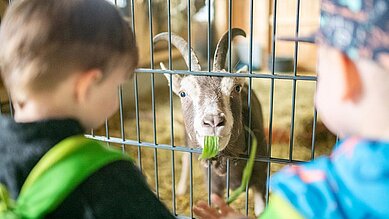 Zwei kleine Jungs füttern die Ziege im Kleintiergehege des Familienhotels Landhaus zur Ohe im Bayerischen Wald.