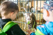 Zwei kleine Jungs füttern die Ziege im Kleintiergehege des Familienhotels Landhaus zur Ohe im Bayerischen Wald.