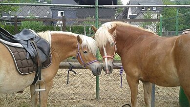 Zwei Pferde werden fertig gemacht für das Ponyreiten im Familienhotel Monikas Ferienhof Sauerland.